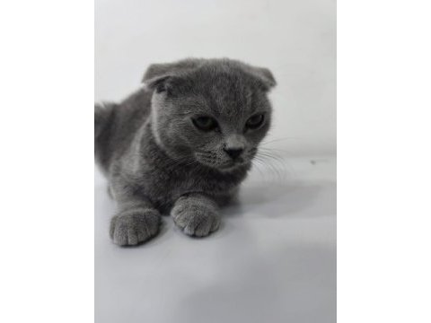 Yavru scottish fold kedisi