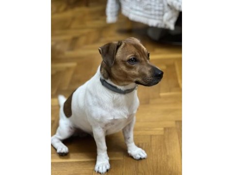 Oğlumuza gelin arıyoruz çiftleştirme jack russell