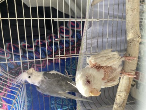 2 adet sultan papağanı wifi sultan albino bedava