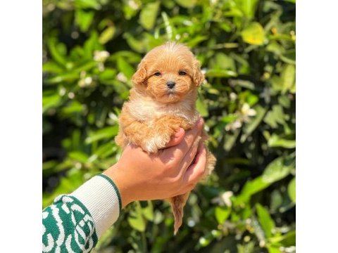 Yavru erkek maltipoo köpeğimiz