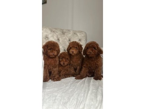 Bakımlı toy poodle bebekler