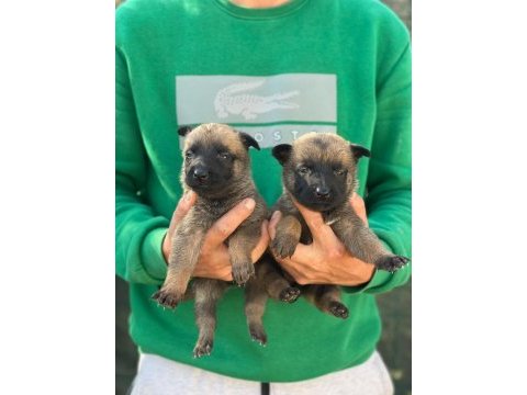 Saf kan belçika malinois yavrular için geç kalmayın