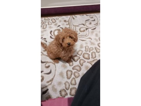 Yavru toy poodle 0 numara
