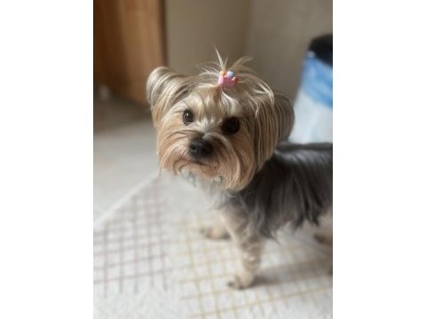 Köpeğimize kalıcı yuva arıyoruz