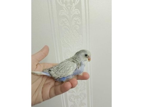 Cins yavru ele gelen muhabbet kuşu