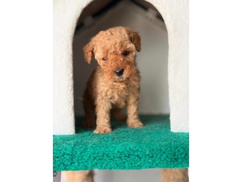 Poodle yavrularımız yeni ailerini bekliyor