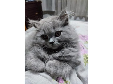 Kedi kızımın ilk yavruları dişi british longhair