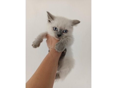 British shorthair bluepoint