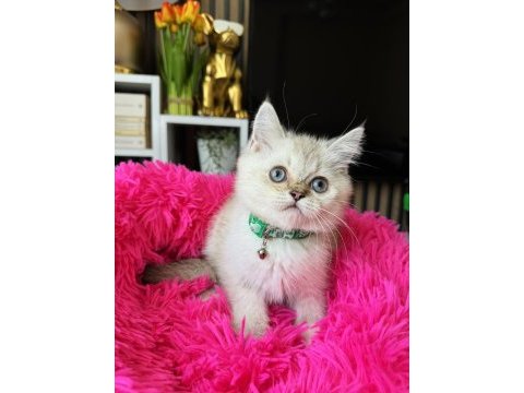 British shorthair silver point