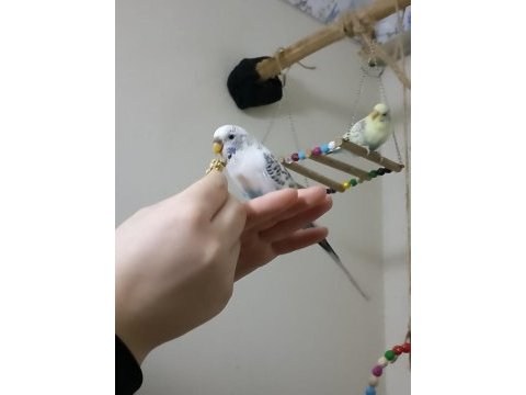 Mavi boncuk gibi dişi 1 yaş muhabbet kuşu