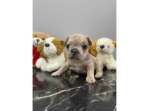 Üst düzey kalitede fluffy taşıyıcı bebekler