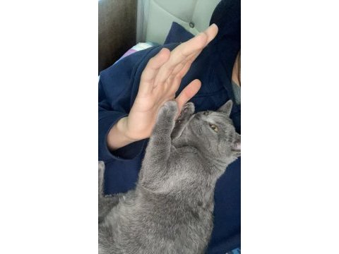 5 aylık yavru erkek british shorthair