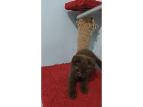 Scottish fold çikolata