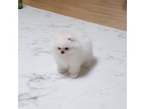 Ayı surat pomeranian yavruları