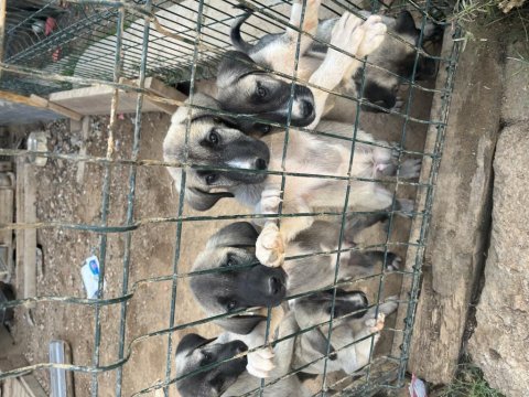 Kangallarım yeni fiyatlar çok özel