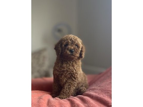 Dişi red brown toy poodle yavru