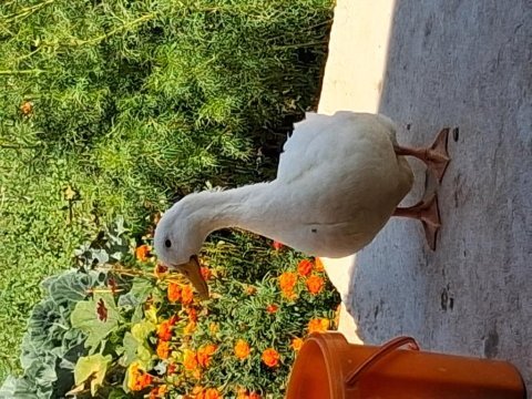 2 tane pekin ördeği sağlık durumları iyi