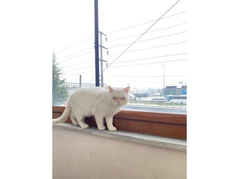 Erkek british shorthair kedimiz