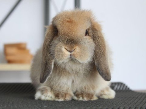 Mini lop otter tavşan
