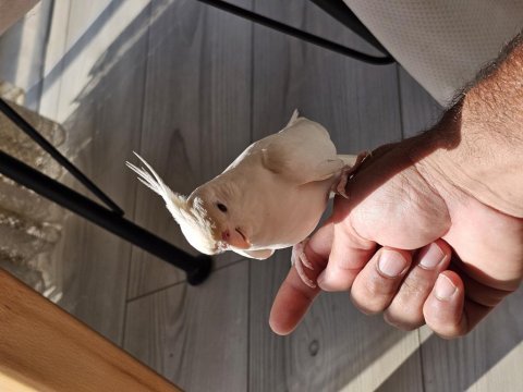 Albino erkek sultan papağanı