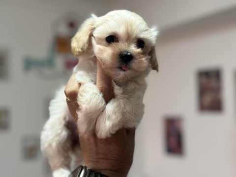 Petmode köpek çiftliğinden tea cup maltipoo