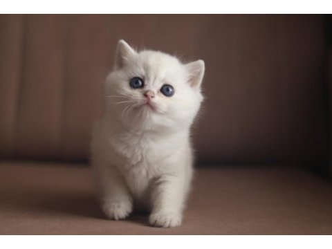 British shorthair silver erkek