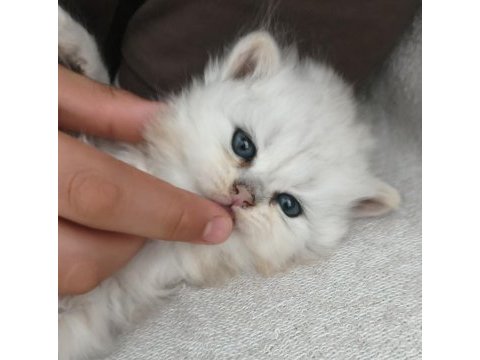 Safkan anne ve babadan british longhair