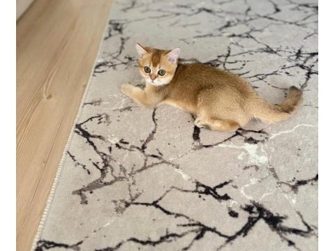 Golden ny11 erkek kedimiz yavru teslime hazır