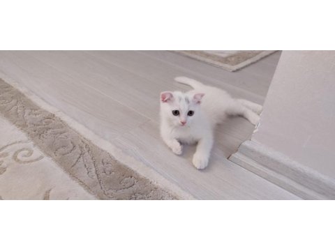 Sağlıklı yeterince anne sütü almış bebek kediler