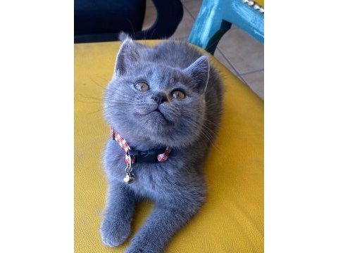 2 aylık ayı surat british shorthair