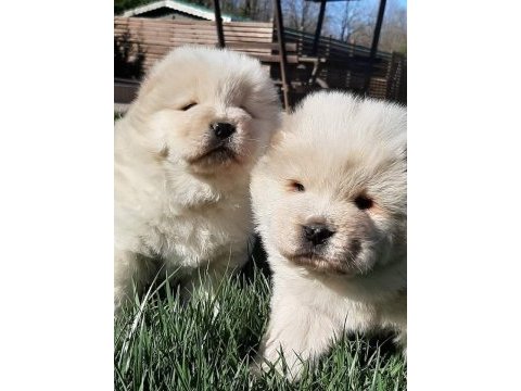 Ruhsatli çiflikten özel chow chow yavruları istanbul