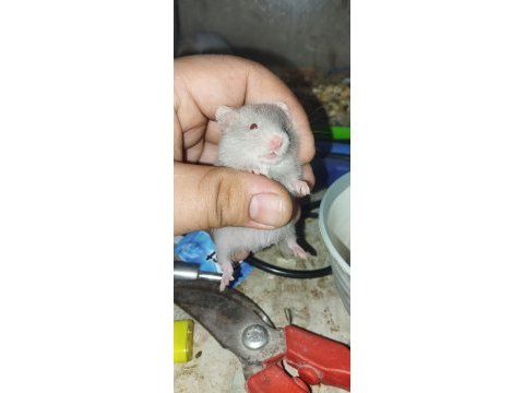 Tamamen evcil özel tür teddy bear hamster