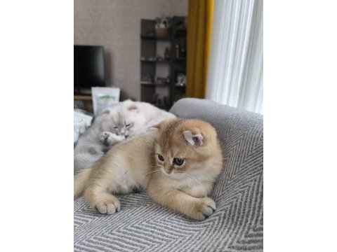 Golden 3 aylık erkek yavru kedim