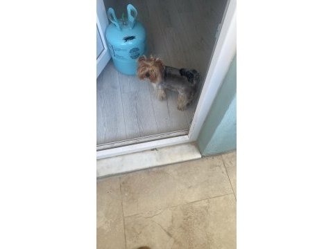 1.5 yaşında yorkshire terrier bakımlı dişi