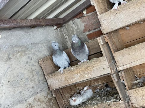 Mardin taklacıları güvercinler orjinal safkan