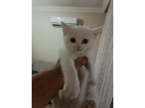 3 yavru british shorthair yeni yuvasını bekliyor