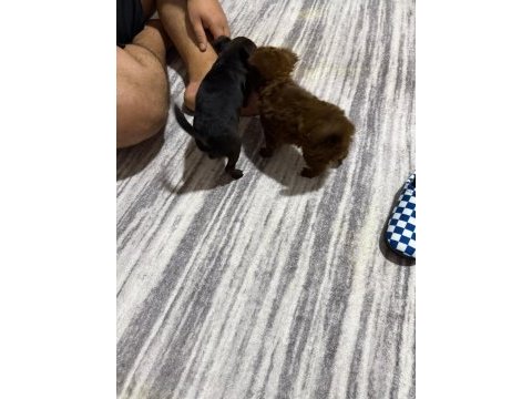 2 aylik şivava bebekler