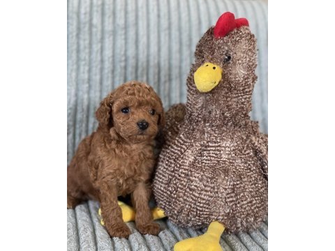 Eşsiz güzellikte toy poodle yavrumuz