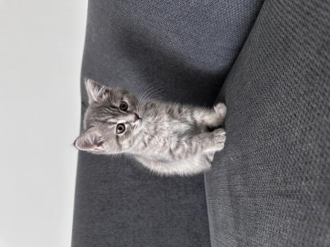 Ev ortamında büyümüş iki aylık british shorthair kediler