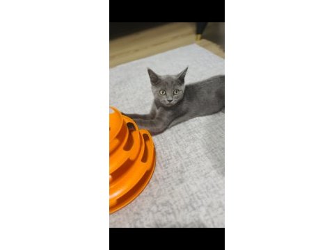 British shorthair 3 aylık
