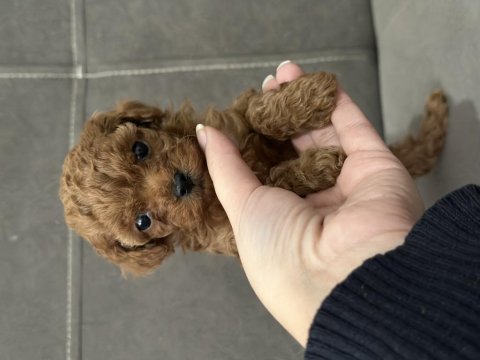 Dişi safkan kore teacup poodle yavruları