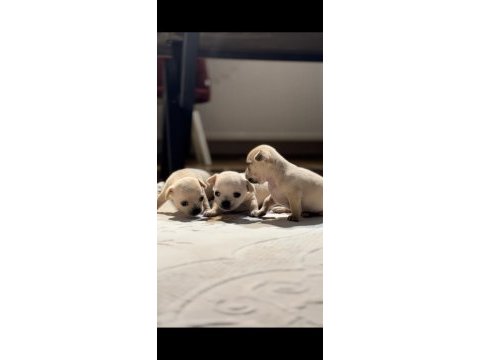 Erkek chihuahua yavrularımız