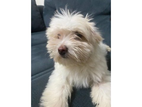 Maltipoo köpeğimi veriyorum