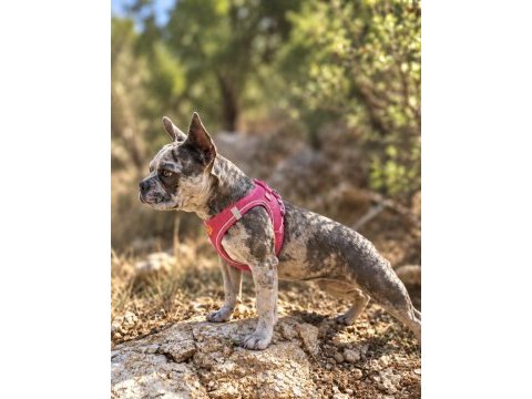 Satılık dişi fransız bulldog merle