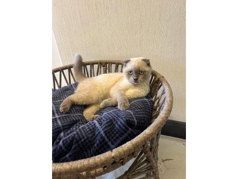Scottish fold fotoğraflardaki her şey verilecektir
