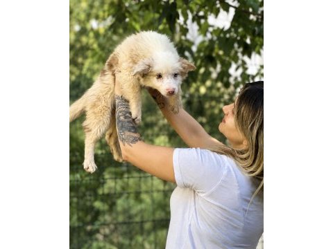 Özel renklere sahip border collie kızımız