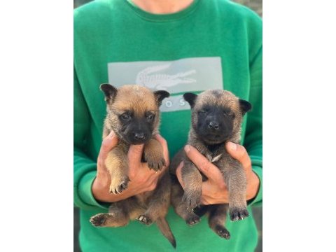 Saf kan belçika malinois yavrular için geç kalmayın