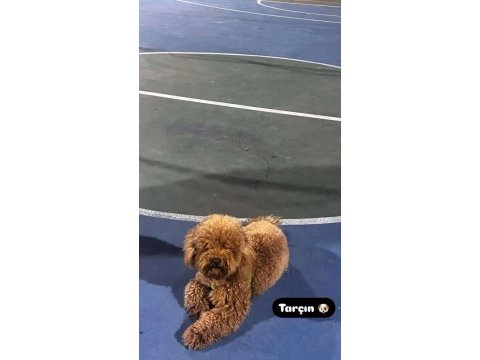 15 aylık erkek poodle ismi tarçın