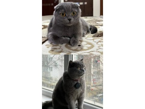 4 aylık sevimli erkek scottish fold kardeşler