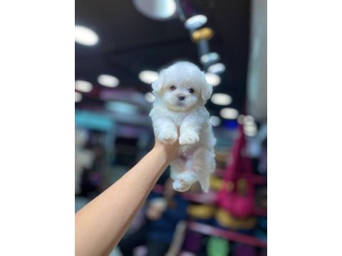 Karbeyaz erkek maltese terrier yavrular
